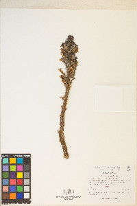 Orobanche cooperi image