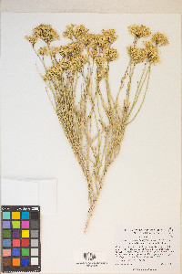 Ericameria nauseosa var. oreophila image