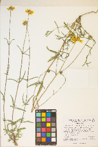 Heliomeris multiflora image