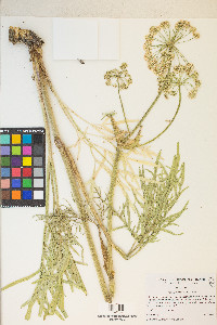 Angelica lineariloba image