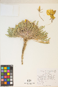 Oenothera primiveris image