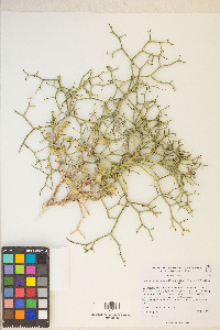 Eriogonum heermannii image