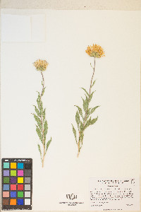 Xylorhiza tortifolia image