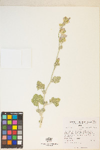 Sphaeralcea ambigua subsp. rosacea image