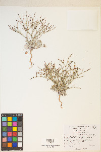 Eriogonum palmerianum image