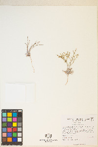 Eriogonum palmerianum image