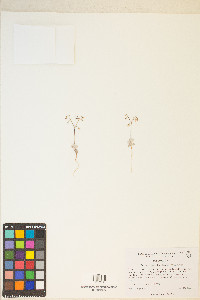 Eriogonum nutans image