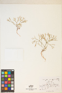 Eriogonum palmerianum image