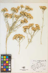 Ericameria nauseosa var. hololeuca image