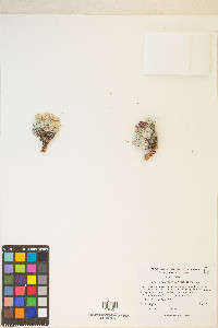 Eriogonum shockleyi image