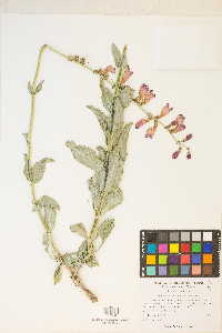Penstemon floridus image