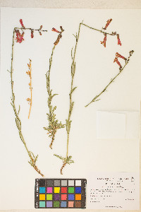 Penstemon rostriflorus image