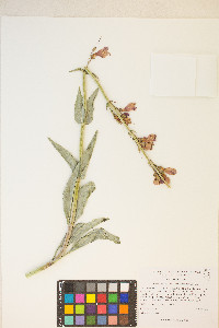 Penstemon floridus image