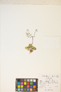 Eriogonum rubricaule image