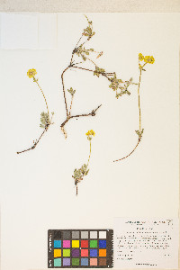 Eriogonum umbellatum var. nevadense image