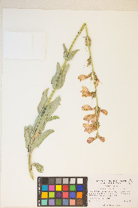 Penstemon floridus var. floridus image