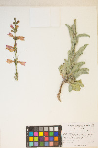 Penstemon floridus var. floridus image