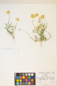 Acamptopappus shockleyi image