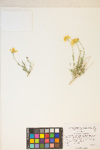 Acamptopappus shockleyi image