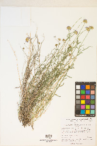 Erigeron breweri var. porphyreticus image