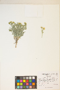 Erigeron aphanactis image