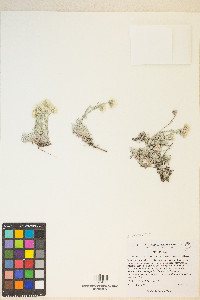Antennaria microphylla image