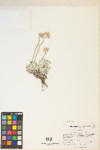 Antennaria microphylla image