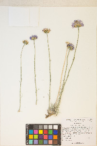 Erigeron argentatus image