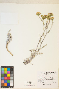 Chaenactis douglasii var. douglasii image