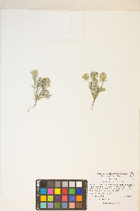 Chaenactis macrantha image