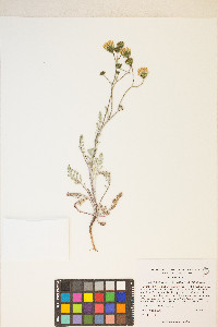 Chaenactis douglasii image