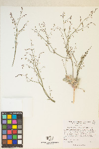 Eriogonum deflexum image