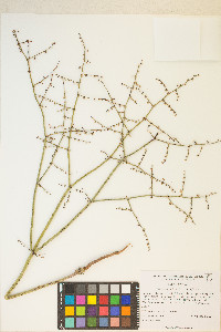 Eriogonum deflexum image