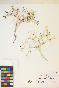 Eriogonum heermannii image