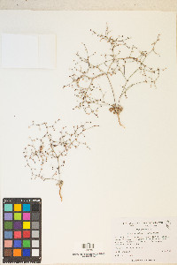 Eriogonum deflexum image