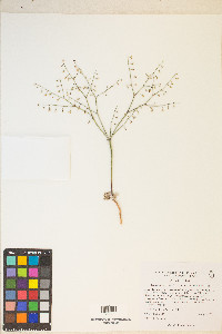 Eriogonum deflexum image