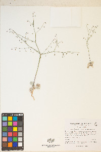 Eriogonum deflexum image