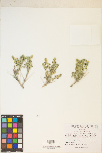 Picrothamnus desertorum image