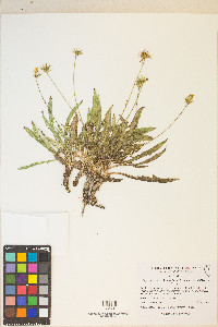 Crepis runcinata image