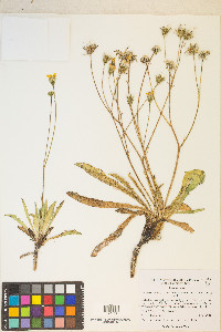 Crepis runcinata image