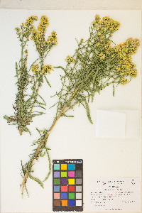 Solidago spectabilis image