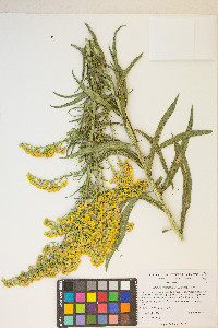 Solidago spectabilis image