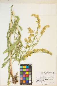 Solidago spectabilis image