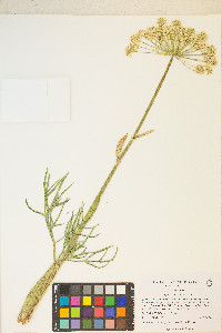 Angelica lineariloba image