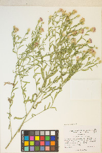 Acroptilon repens image