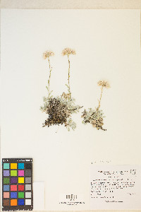 Antennaria microphylla image