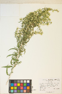 Brickellia longifolia image