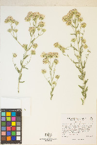 Brickellia oblongifolia image