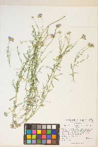 Erigeron breweri image