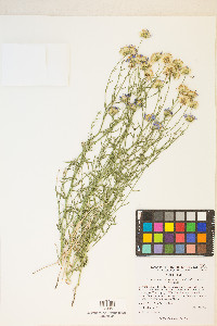 Erigeron breweri var. porphyreticus image